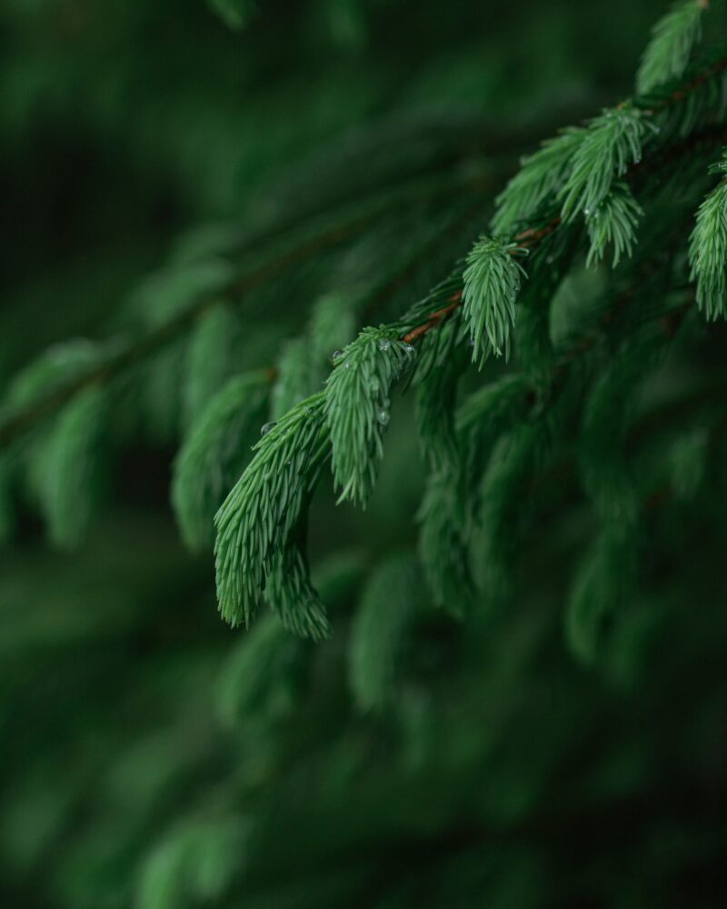 Tanne victor-xok-unsplash